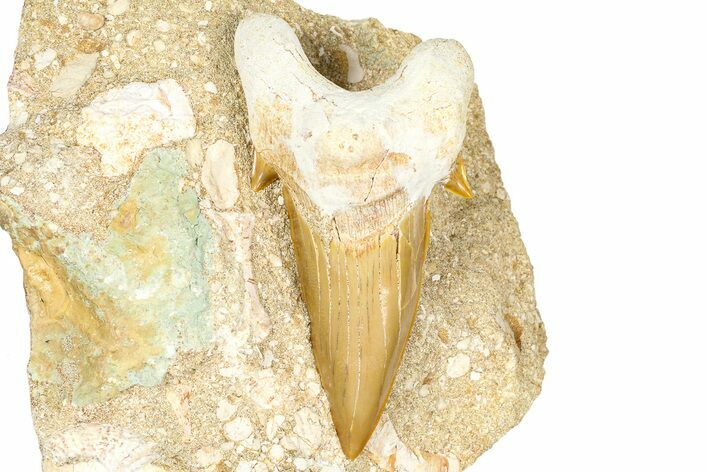 Otodus Shark Tooth Fossil in Rock - Morocco #376137
